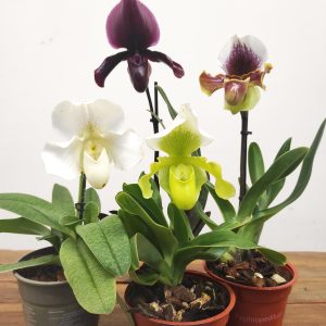 Conjunto 4 Paphiopediluns - Com flor