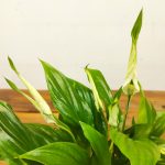 Spathiphyllum Mini V.9
