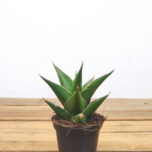 Sansevieria 'Abbey Crown'  V.6