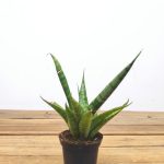 Sansevieria Cylindrica 'Pineapple'  V.6