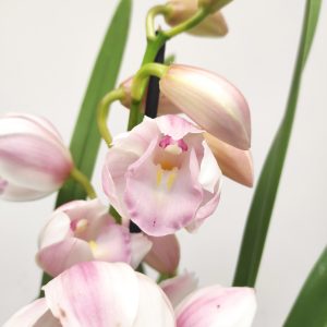 Cymbidium 'Leontine'