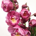 Cymbidium 'Abbigail'
