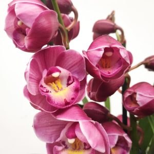 Cymbidium 'Abbigail'