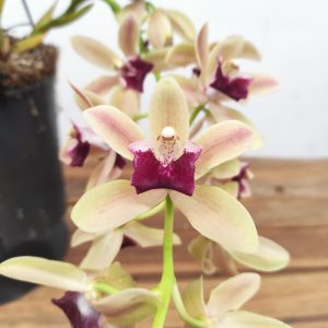 Cymbidium Pendula - Mitalli