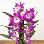 Dendrobium Nobile