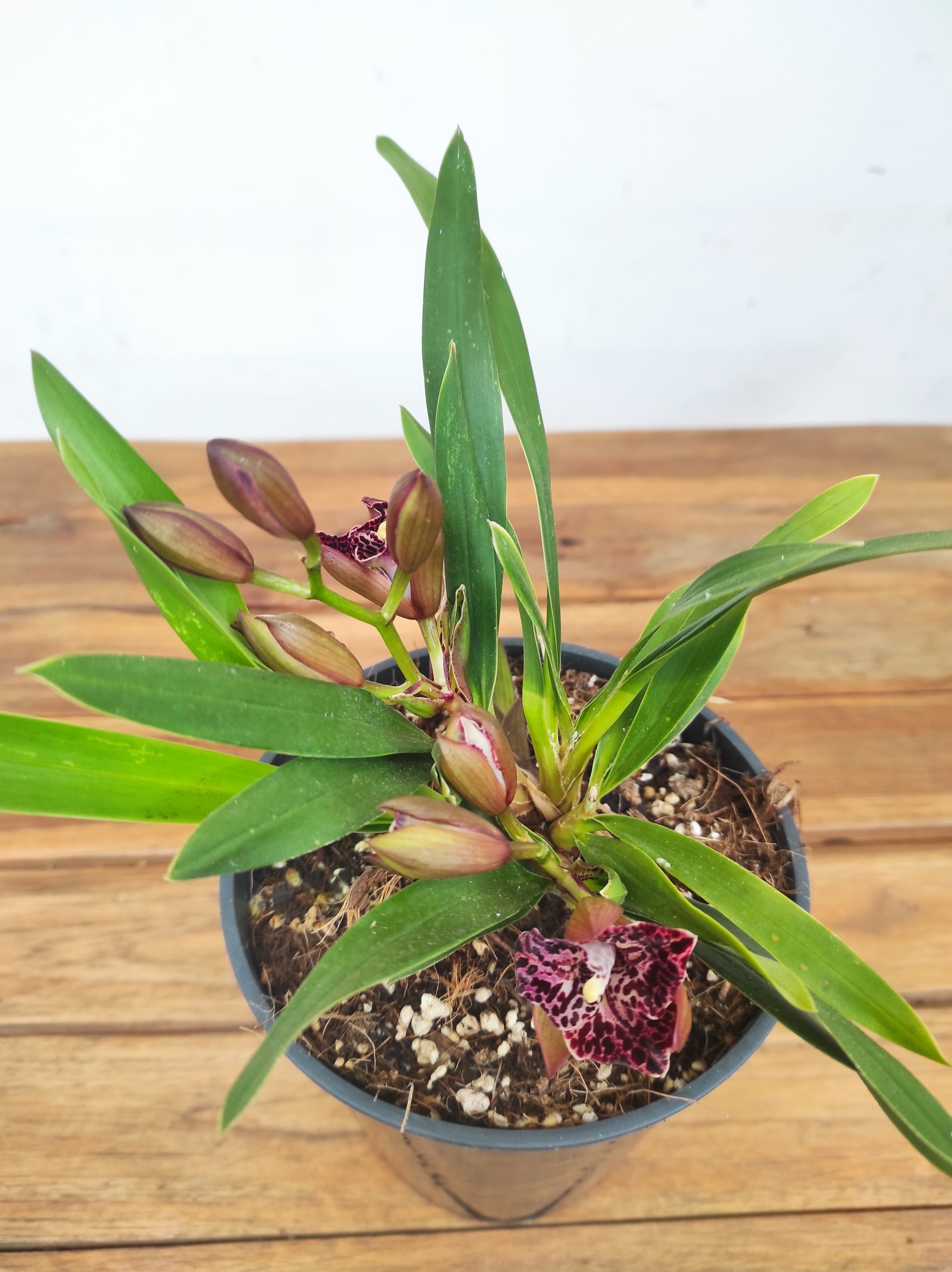 Cymbidium Bird of Paradise - Image 3