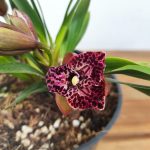 Cymbidium Bird of Paradise