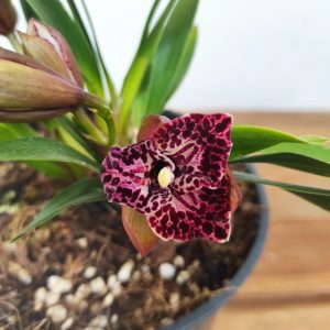 Cymbidium Bird of Paradise