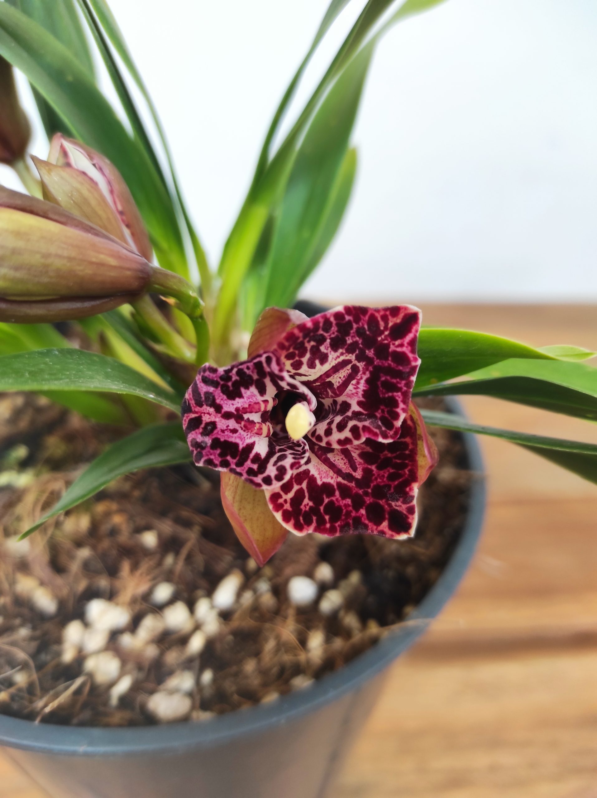 Cymbidium Bird of Paradise