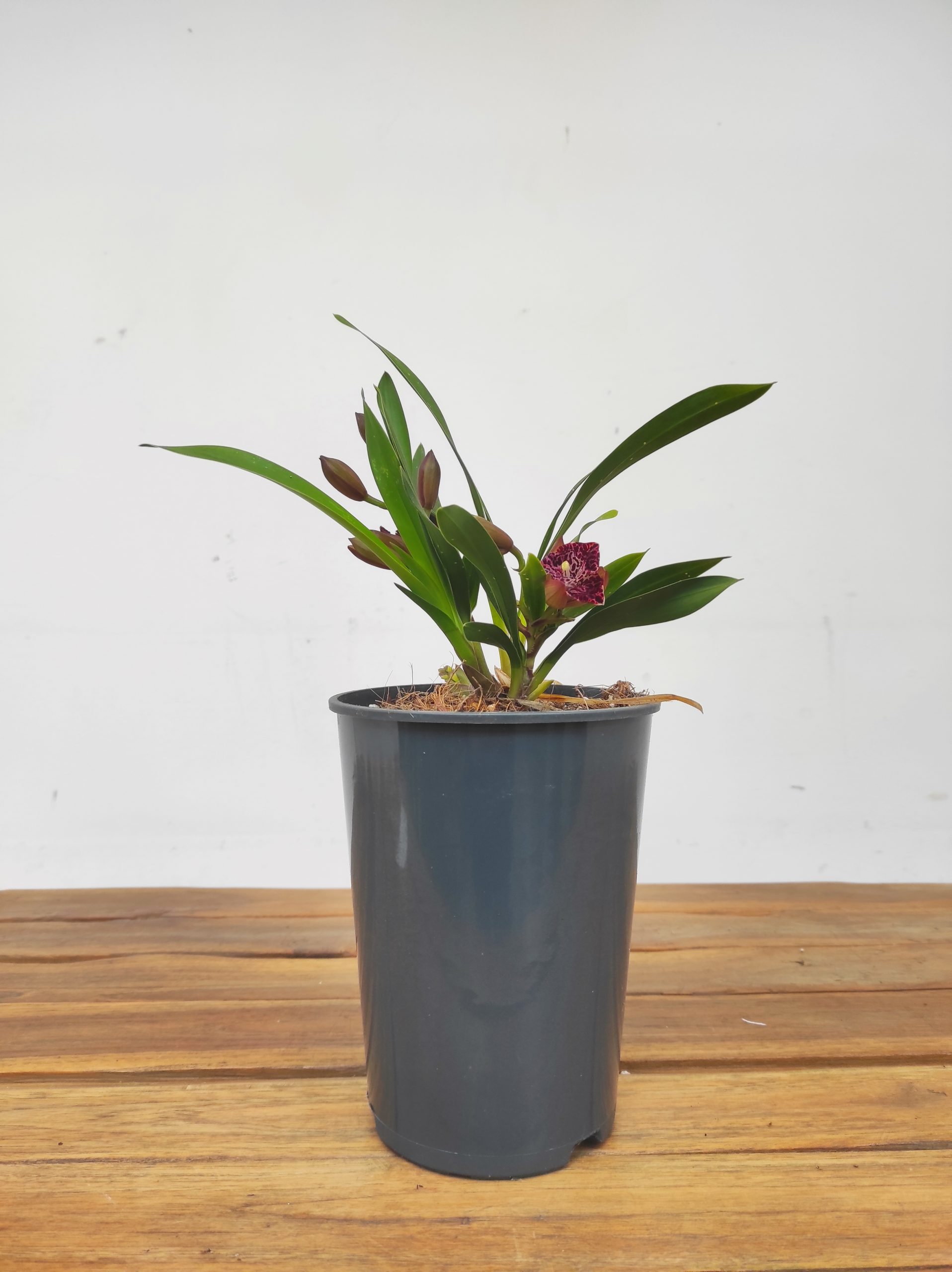 Cymbidium Bird of Paradise - Image 2