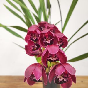 Cymbidium Pendula - Ruby Turner