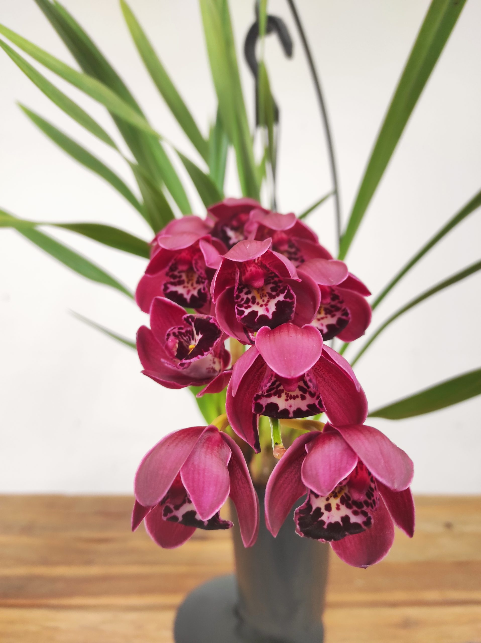 Cymbidium Pendula - Ruby Turner