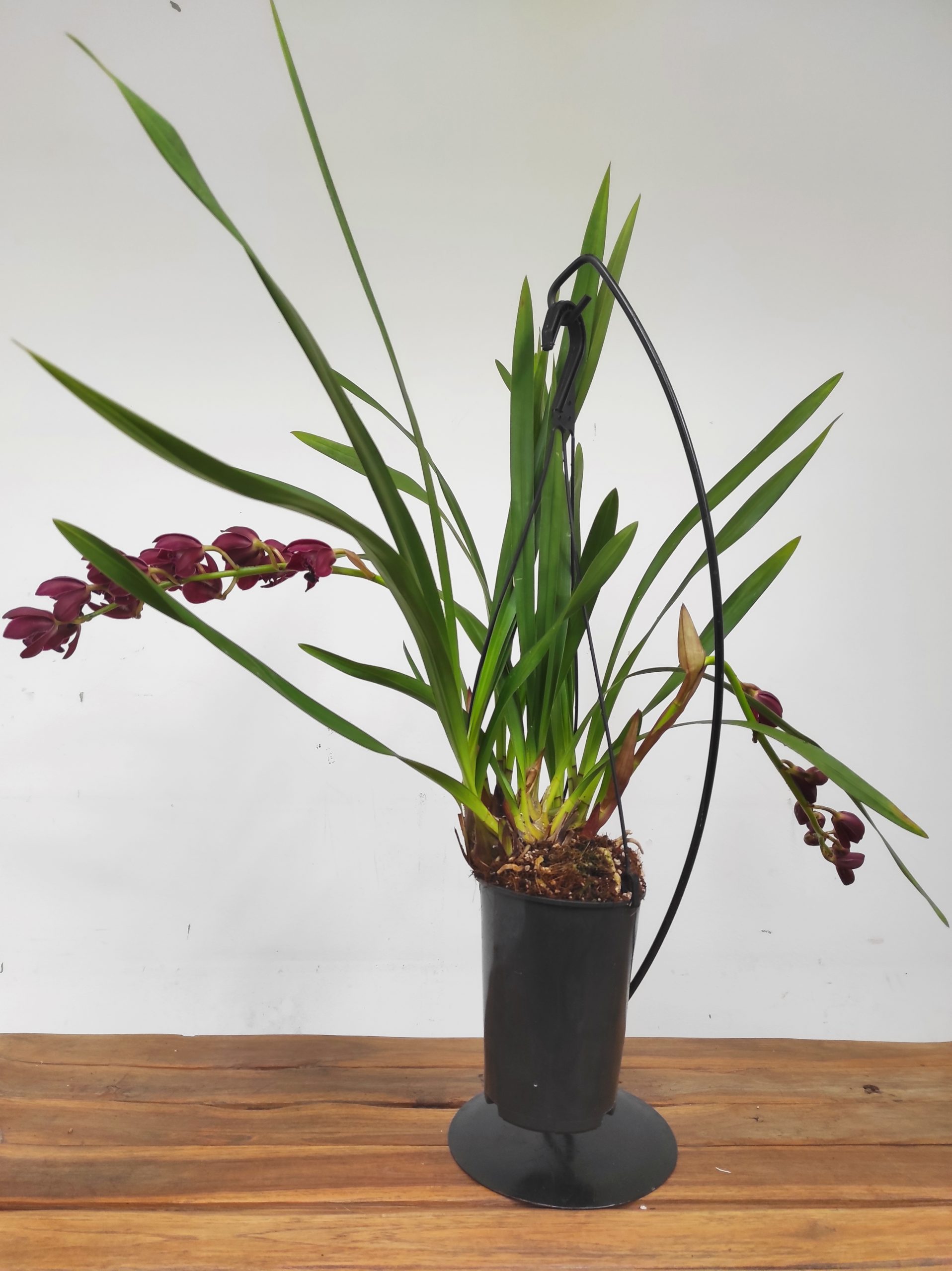 Cymbidium Pendula - Ruby Turner - Image 2