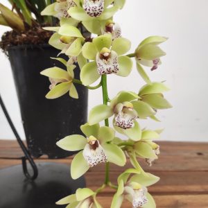 Cymbidium Pendula - Harwin