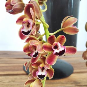 Cymbidium Pendula - Novia