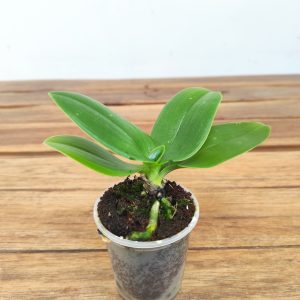 Phalaenopsis Mini - sem flor