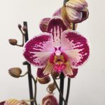 Phalaenopsis Especial - 2 hastes