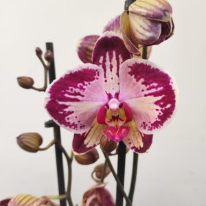 Phalaenopsis Especial - 2 hastes