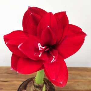 Amaryllis 'Double Red' XXL