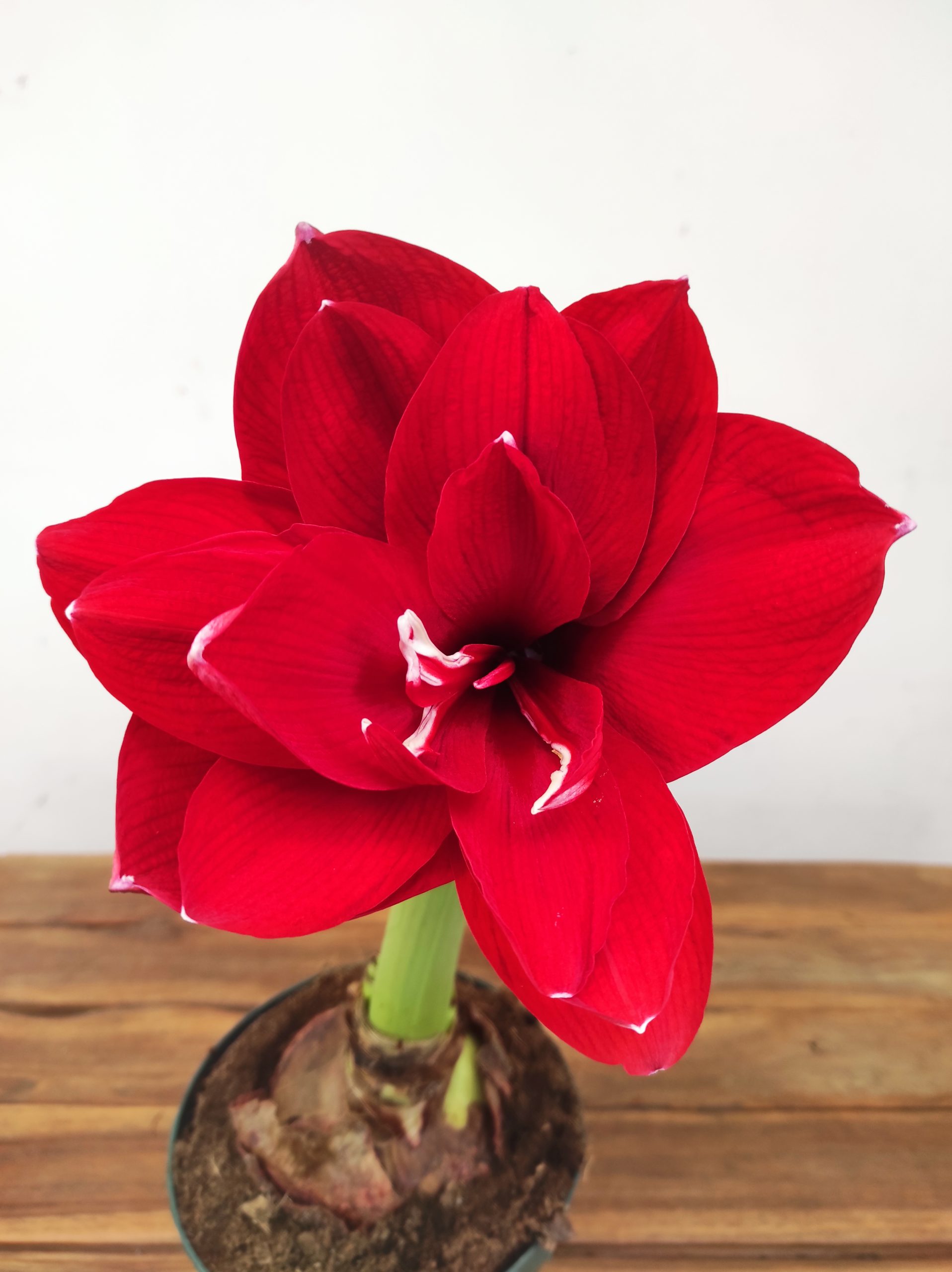 Amaryllis 'Double Red' XXL