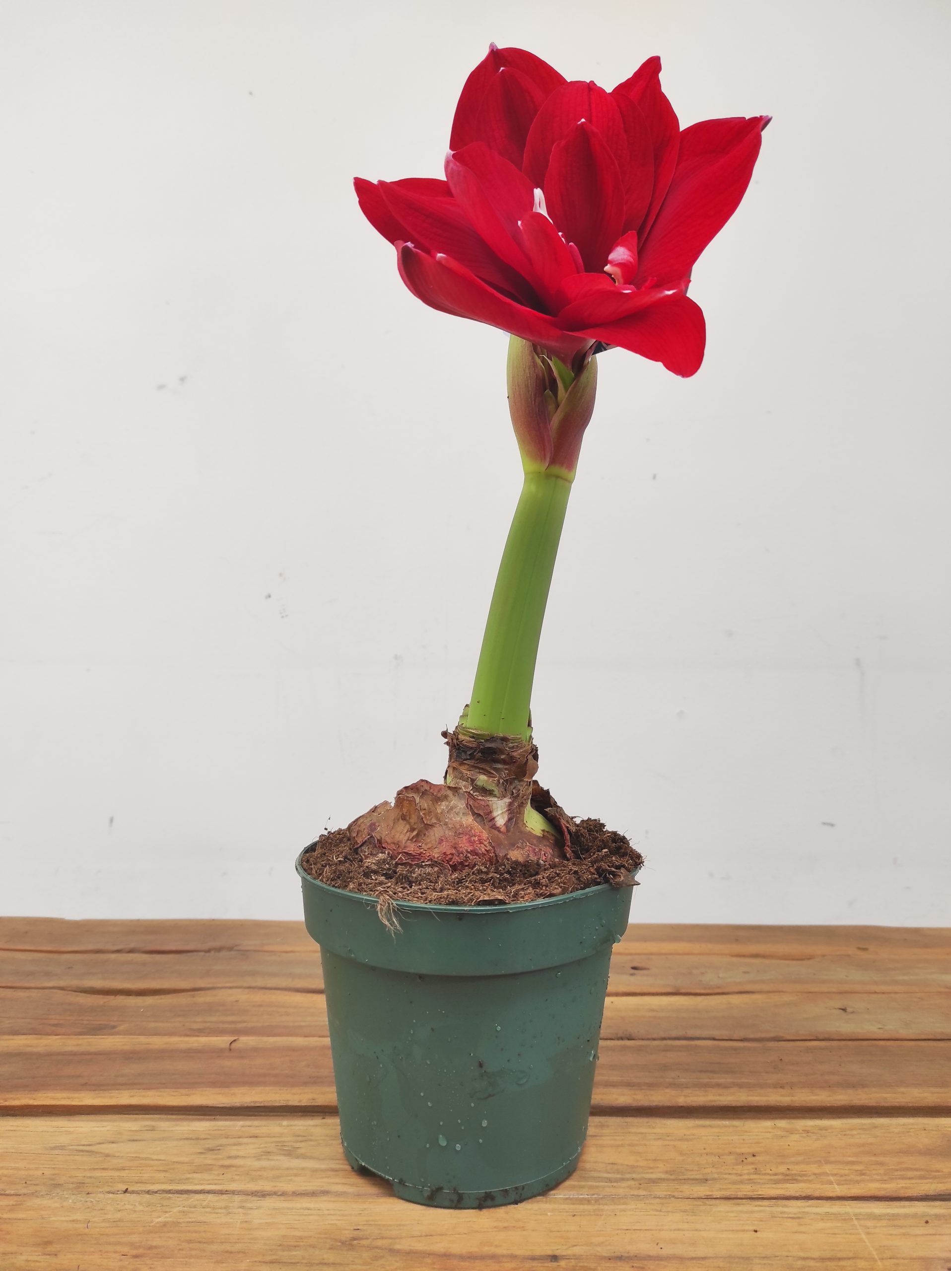 Amaryllis 'Double Red' XXL - Image 2