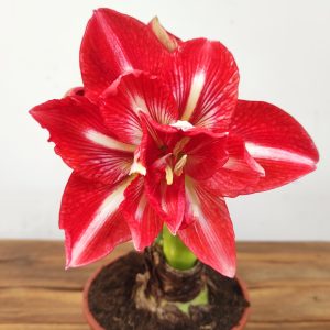 Amaryllis 'Happy Nymph'