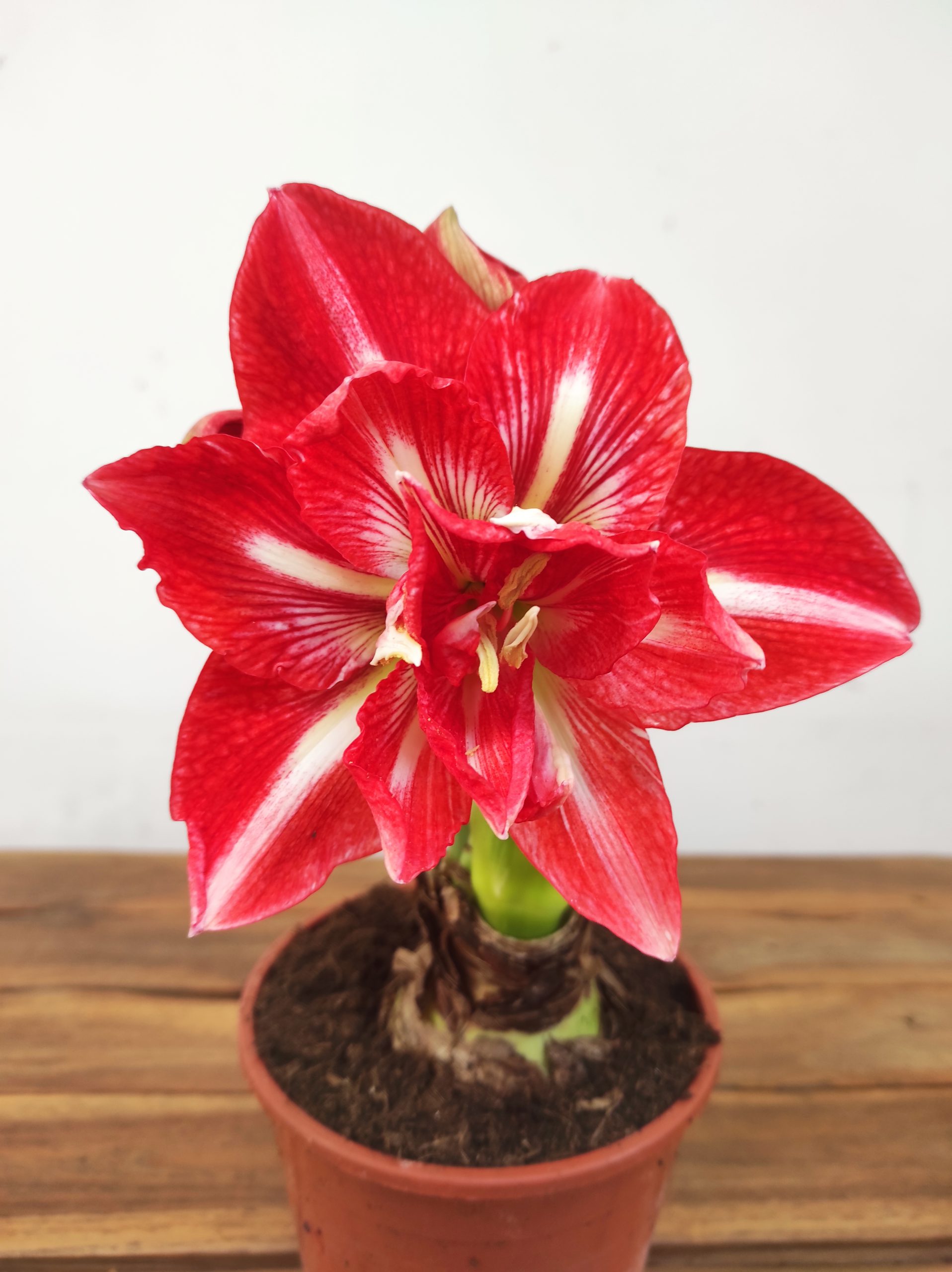 Amaryllis 'Happy Nymph'