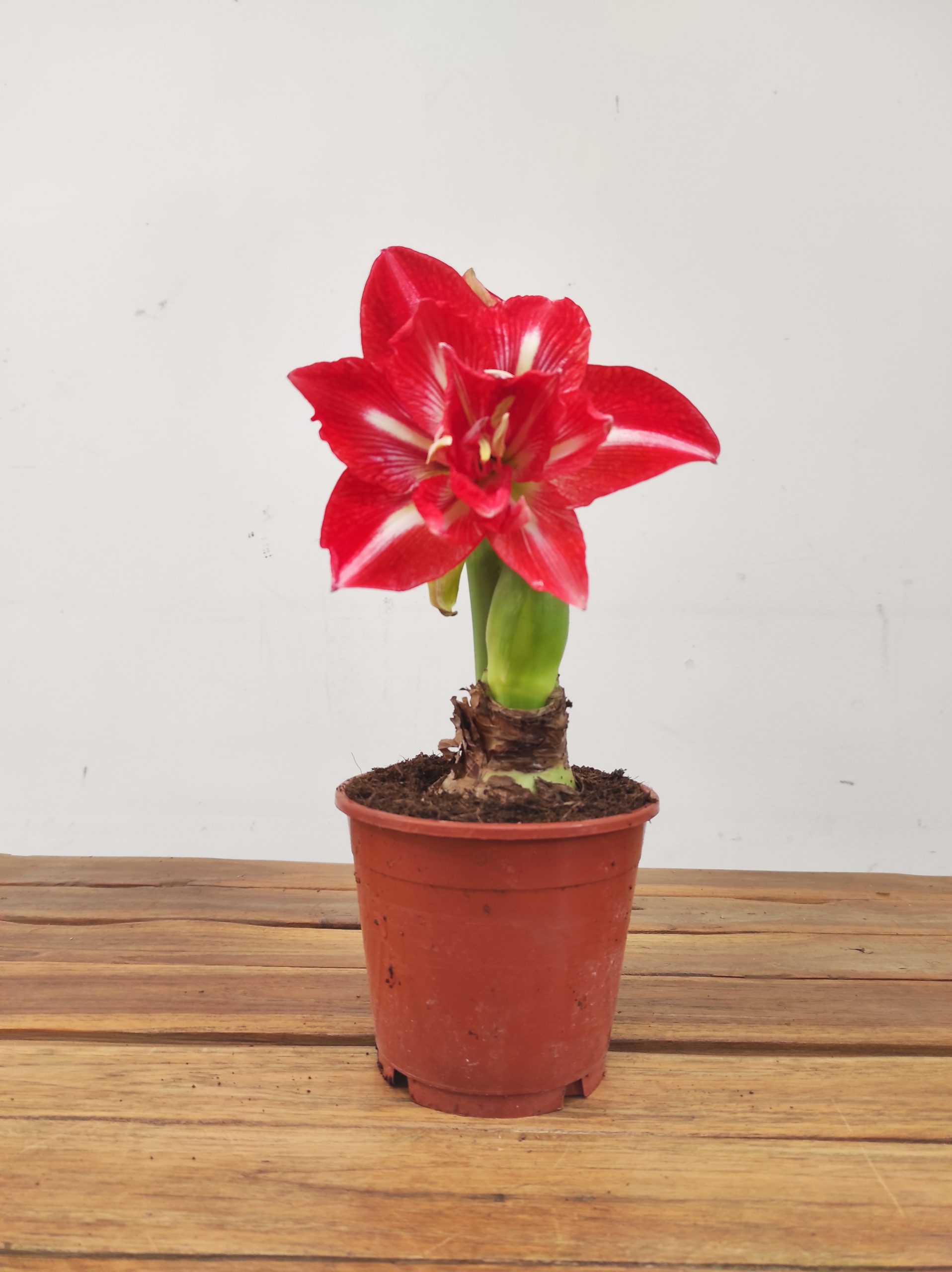 Amaryllis 'Happy Nymph' - Image 2