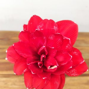 Amaryllis 'Double Delicious'
