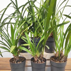 Conjunto 6 Cymbidiuns - Sem flor - V.14