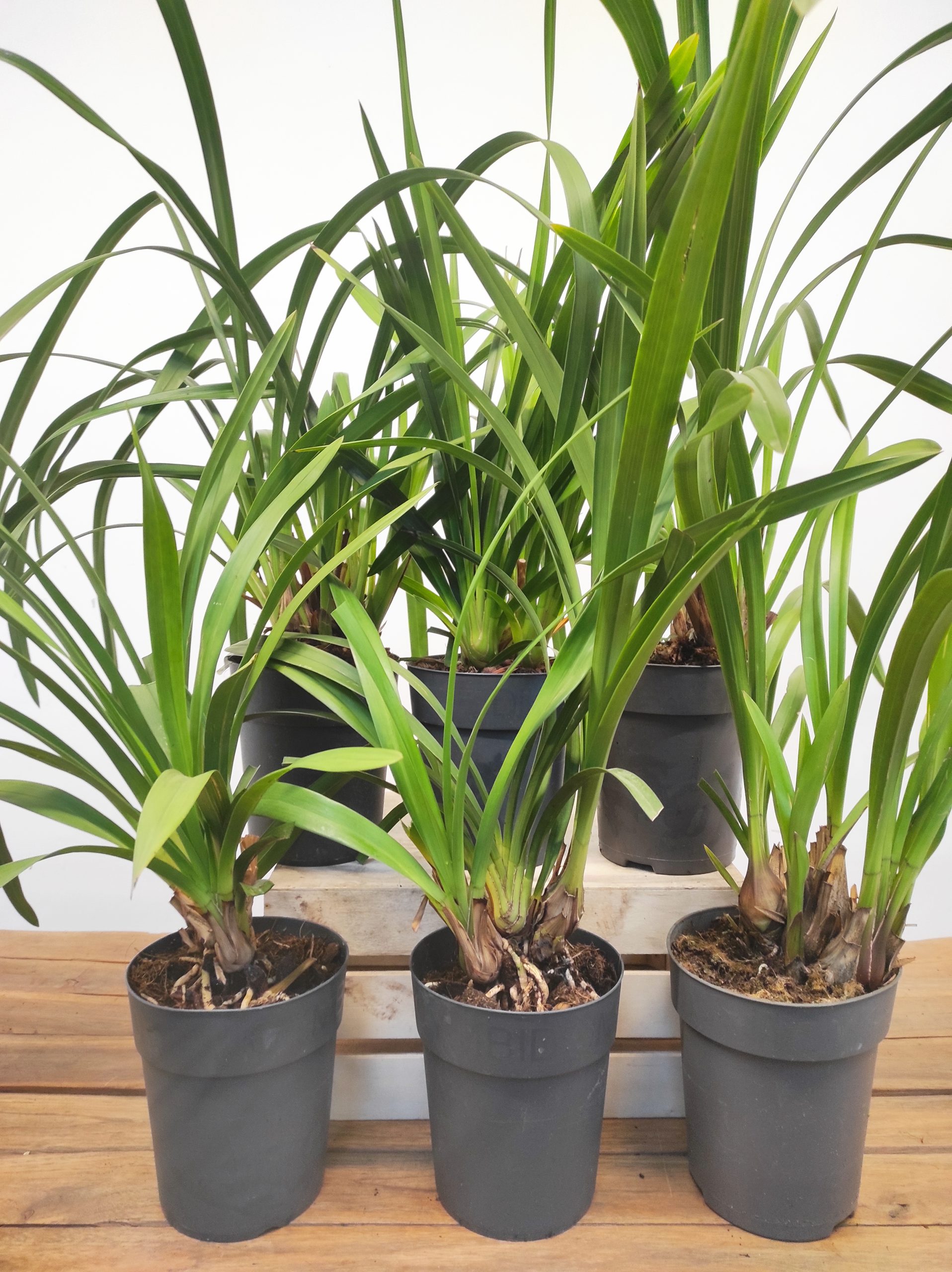 Conjunto 6 Cymbidiuns - Sem flor - V.14