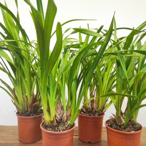 Conjunto 4 Cymbidiuns - Sem flor