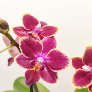 Phalaenopsis V.9 - 2 hastes
