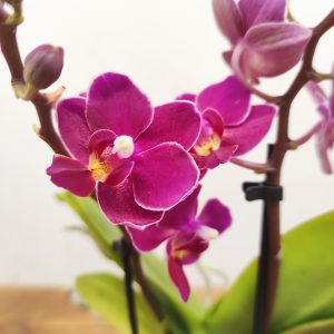 Phalaenopsis V.9 - 2 hastes