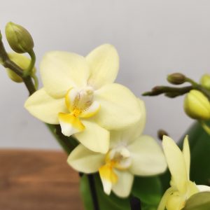 Phalaenopsis V.9 - 2 hastes