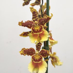 Cambria - 2/3 Hastes