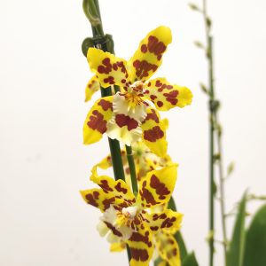 Cambria - 2/3 Hastes