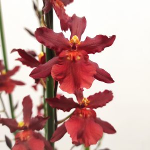 Cambria - 2/3 Hastes