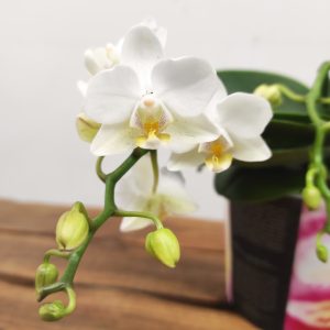 Phalaenopsis Multiflora- 2 hastes