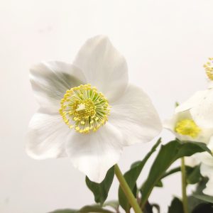 Helleborus 'Wintergold'