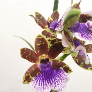 Zygopetalum 'Louisendorf'