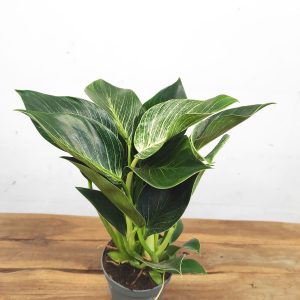 Philodendron Birkin White Stripe Variegata