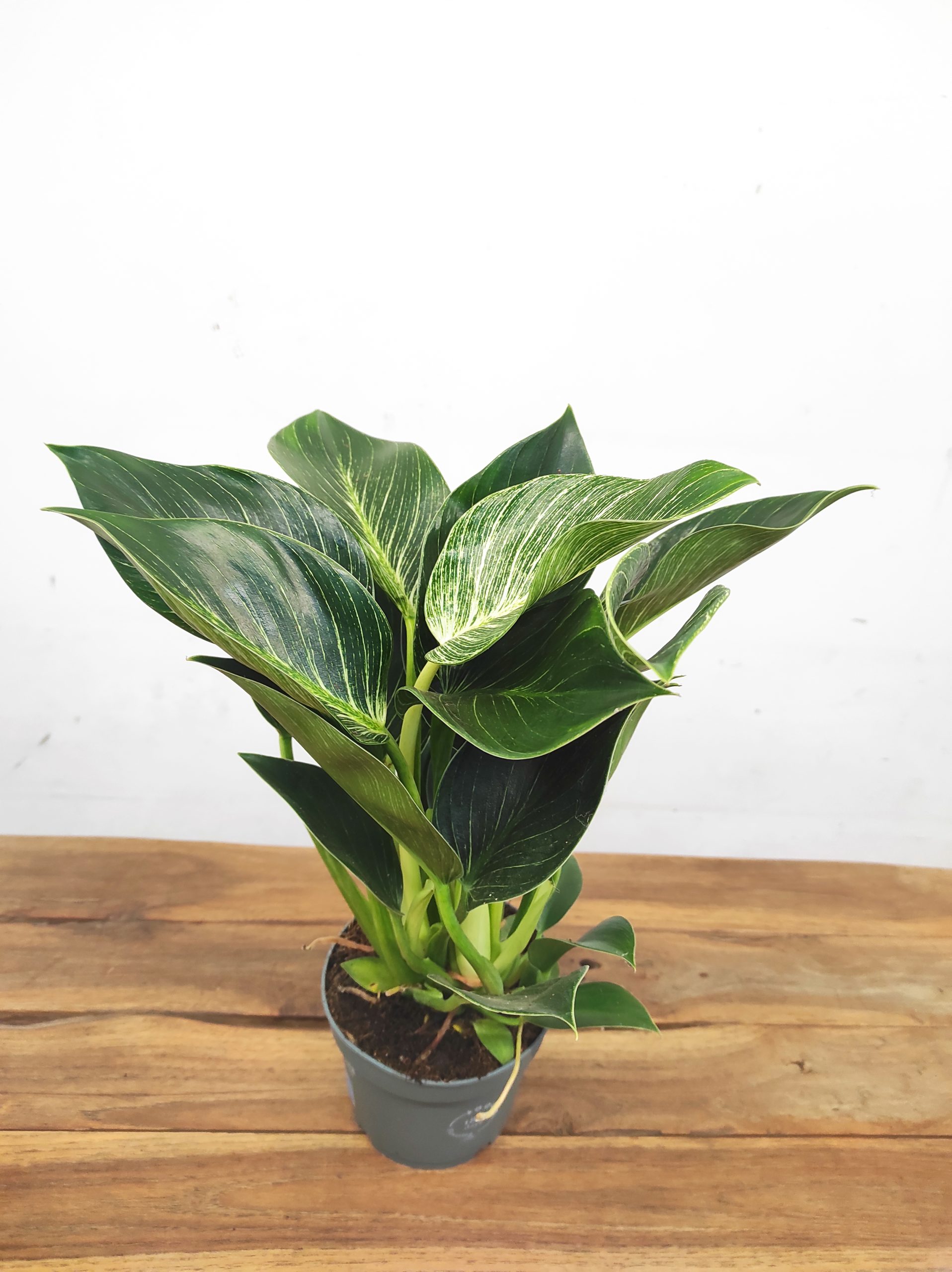 Philodendron Birkin White Stripe Variegata