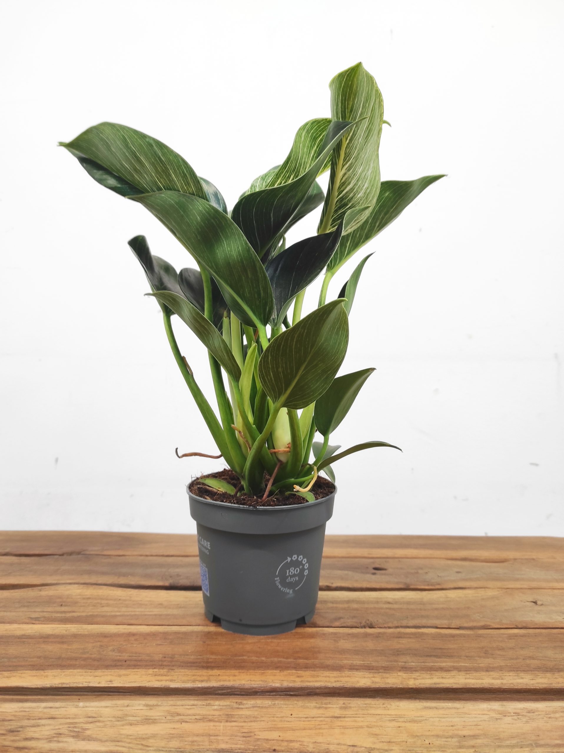 Philodendron Birkin White Stripe Variegata - Image 2