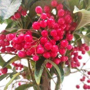 Ardisia Crenata