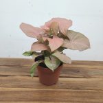 Syngonium Podophyllum Neon