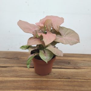 Syngonium Podophyllum Neon