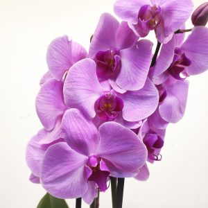 Phalaenopsis V.12 - 3 Hastes