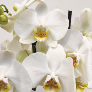 Phalaenopsis V.12 - 3 Hastes