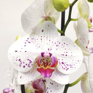 Phalaenopsis V.12 - 2 Hastes